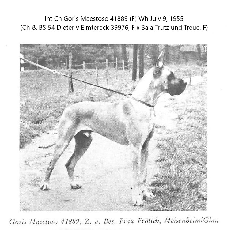 Goris Maestoso